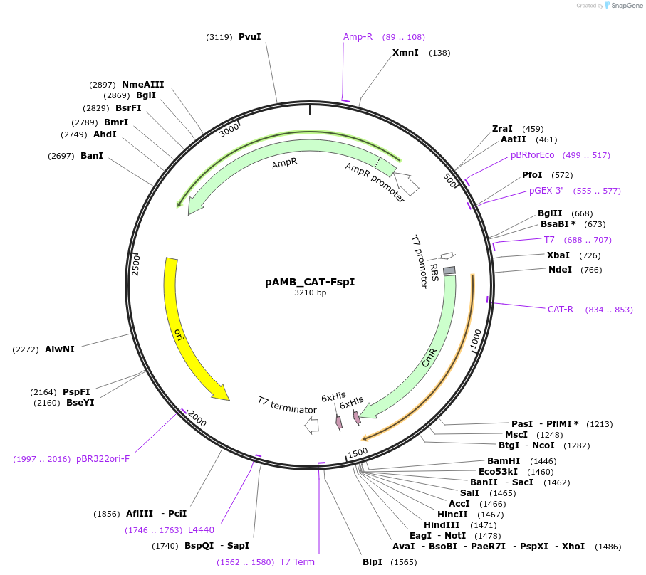 61002-plasmid-map-sequence-id-98521