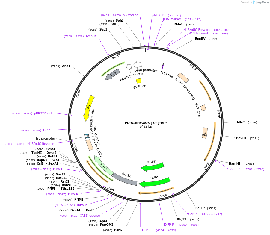21313-plasmid-map-sequence-id-9854