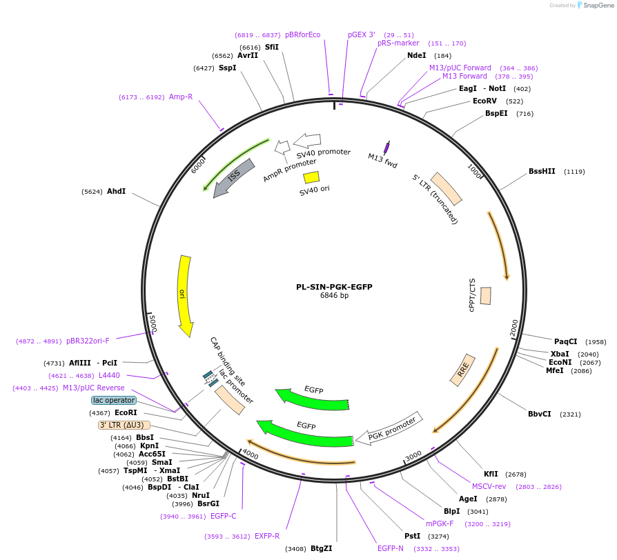 21316-plasmid-map-sequence-id-9857