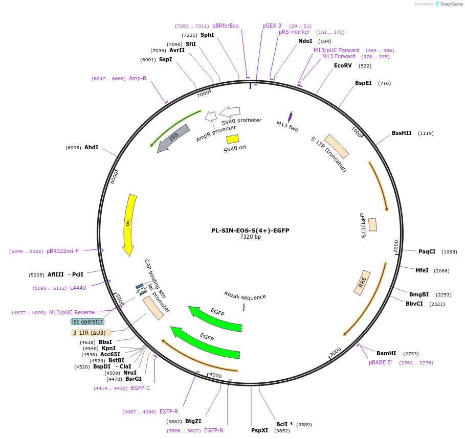 21317-plasmid-map-sequence-id-9858