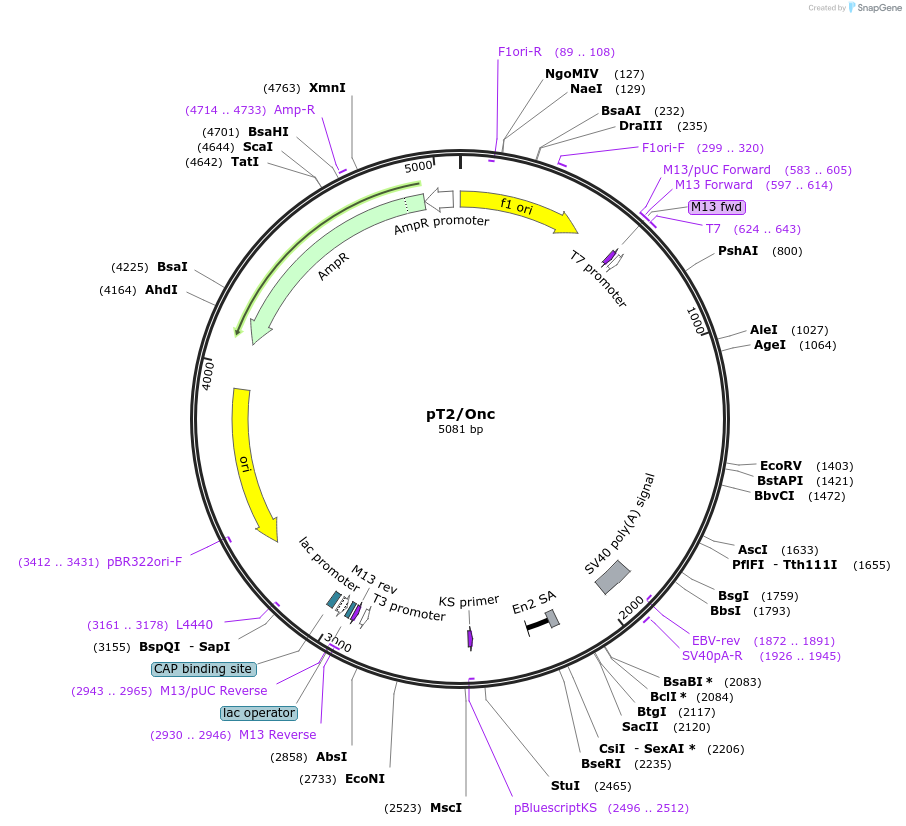 21360-plasmid-map-sequence-id-9866