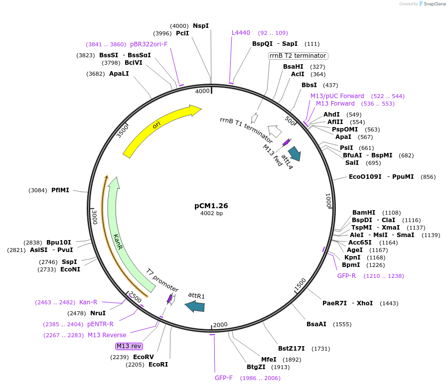 21377-plasmid-map-sequence-id-9871