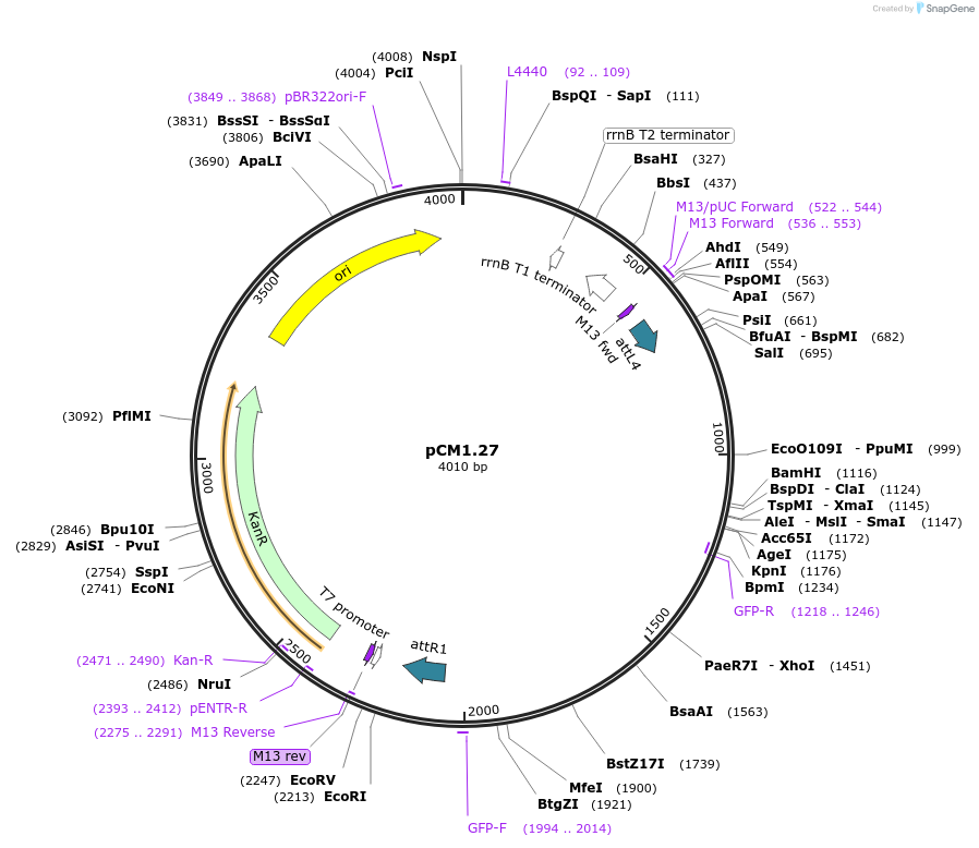 21378-plasmid-map-sequence-id-9872