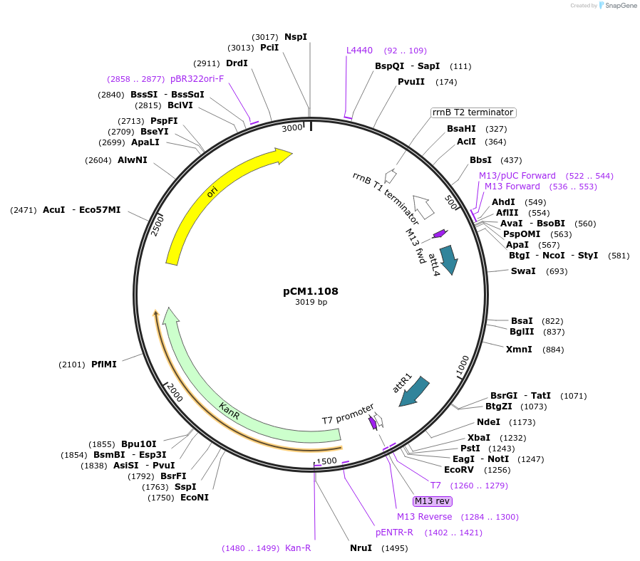 21382-plasmid-map-sequence-id-9876