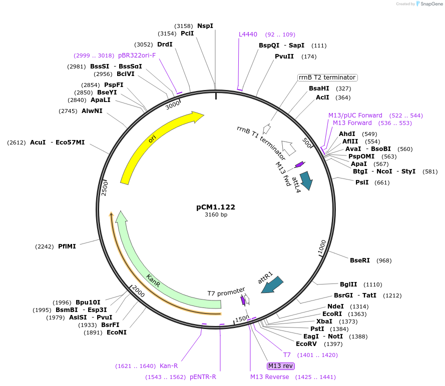21383-plasmid-map-sequence-id-9877