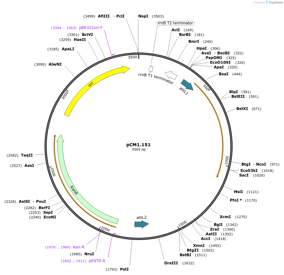 21386-plasmid-map-sequence-id-9880