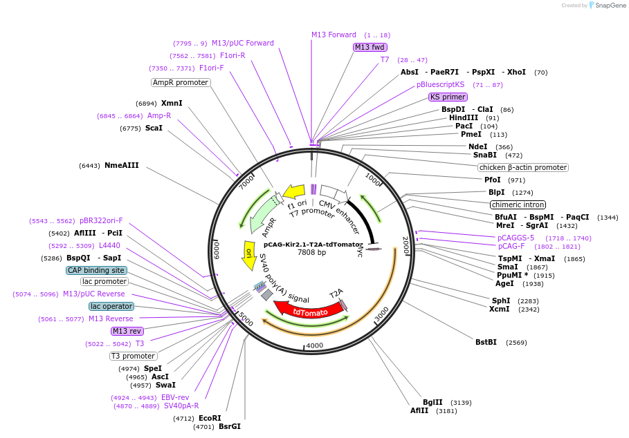 60598-plasmid-map-sequence-id-98804
