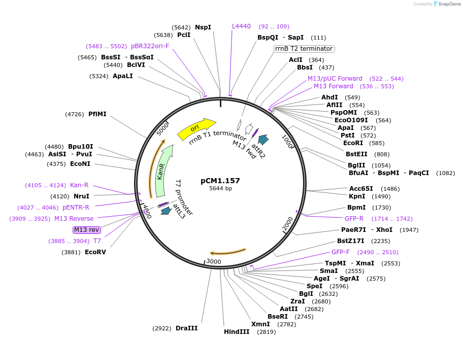 21388-plasmid-map-sequence-id-9882