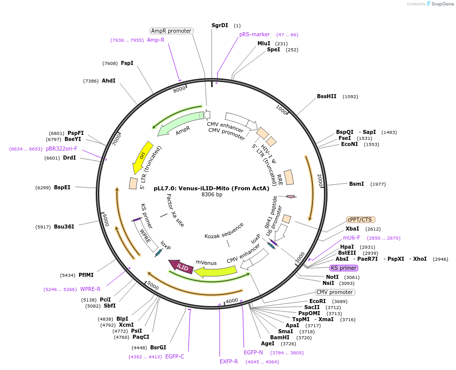 60413-plasmid-map-sequence-id-98826