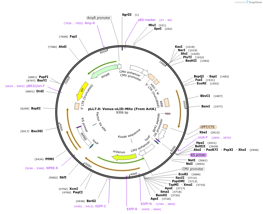 60414-plasmid-map-sequence-id-98827