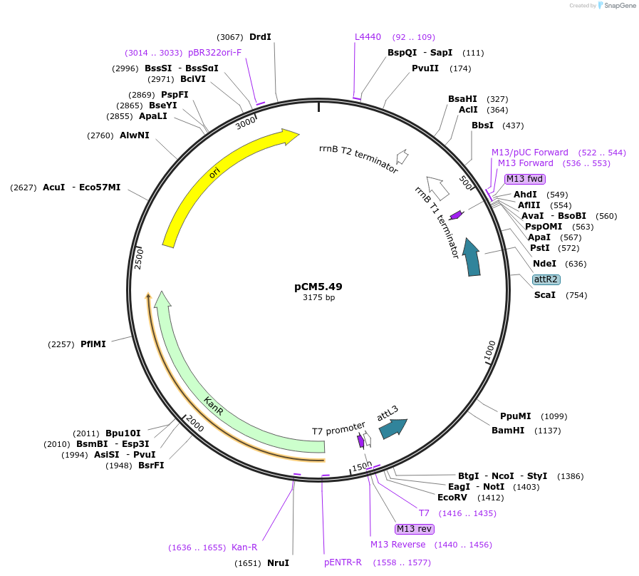 21391-plasmid-map-sequence-id-9885