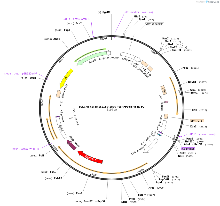 60420-plasmid-map-sequence-id-98855