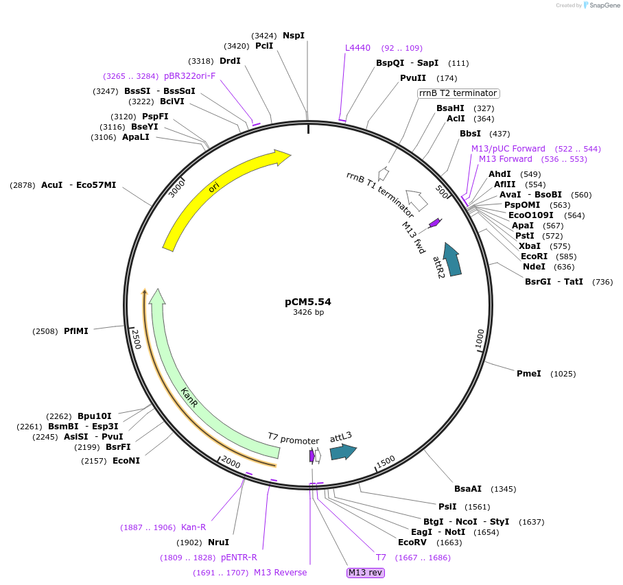 21392-plasmid-map-sequence-id-9886