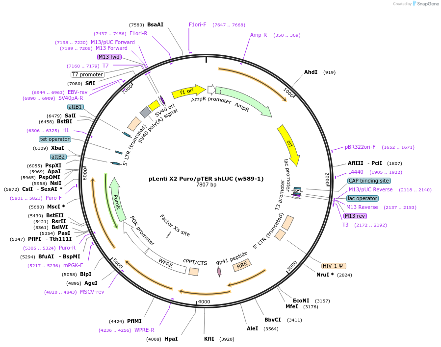 21472-plasmid-map-sequence-id-9888