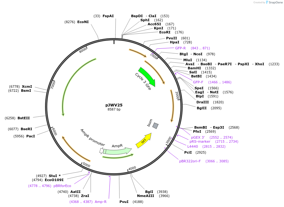 61045-plasmid-map-sequence-id-98885
