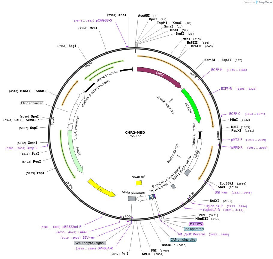 21484-plasmid-map-sequence-id-9897