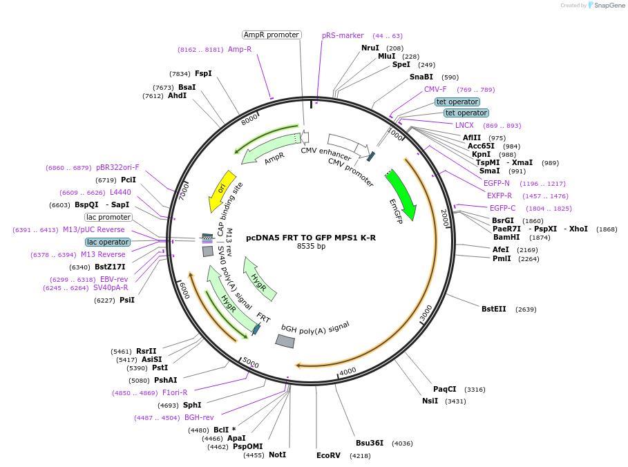 59819-plasmid-map-sequence-id-98979