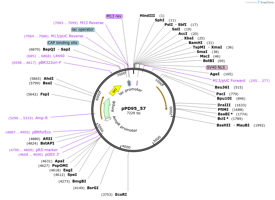 1488-plasmid-map-sequence-id-99