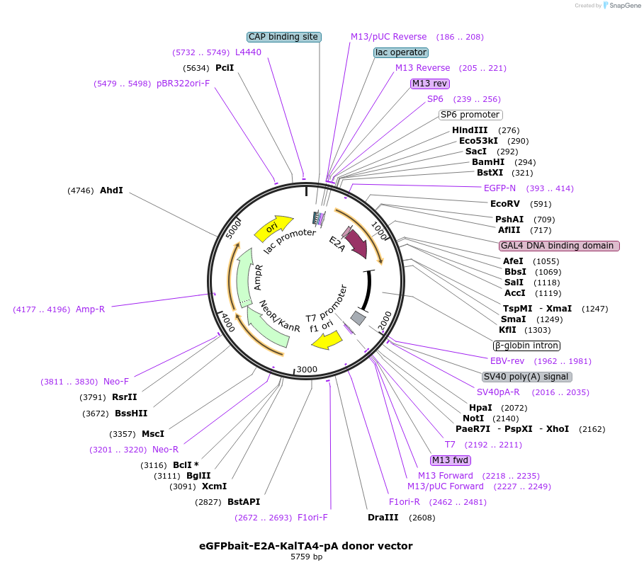 61069-plasmid-map-sequence-id-99003