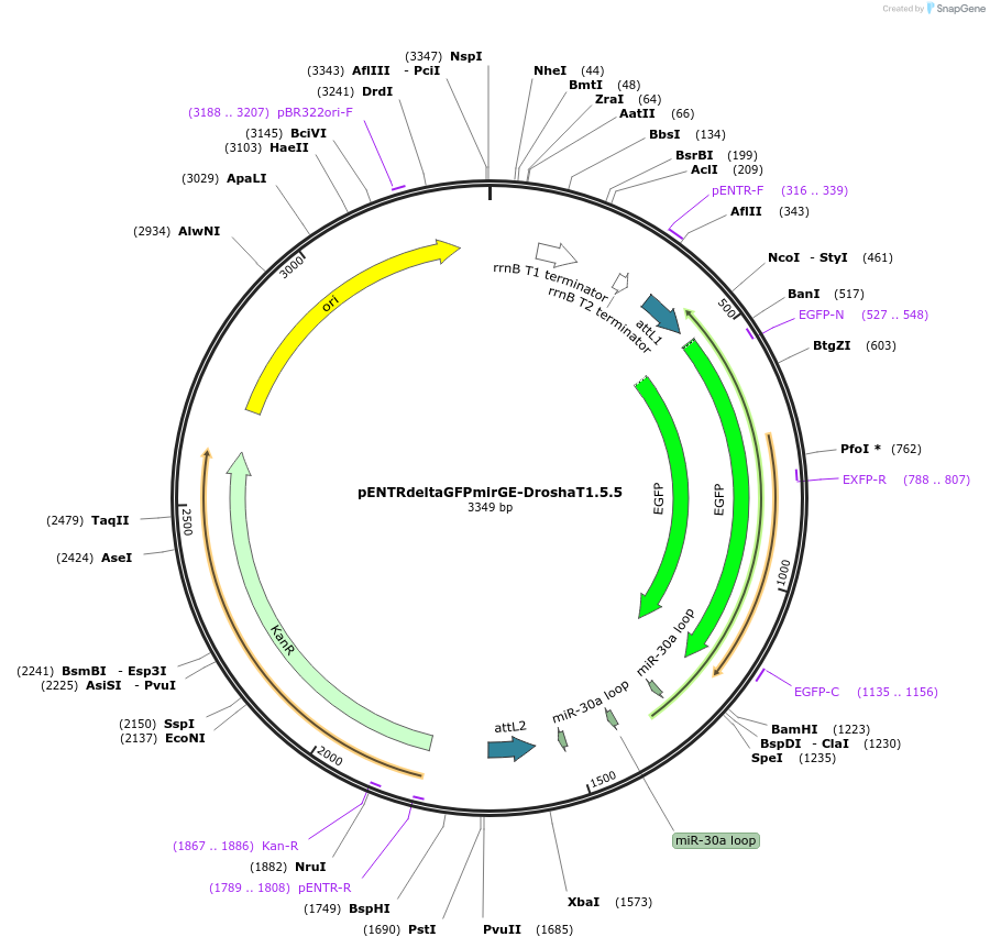 61084-plasmid-map-sequence-id-99055