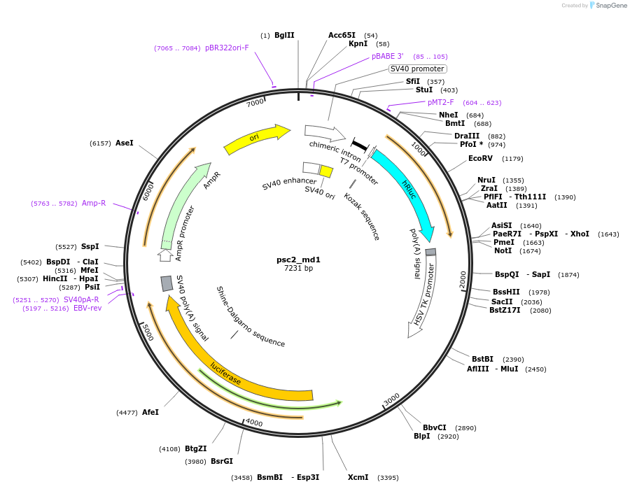 61093-plasmid-map-sequence-id-99091