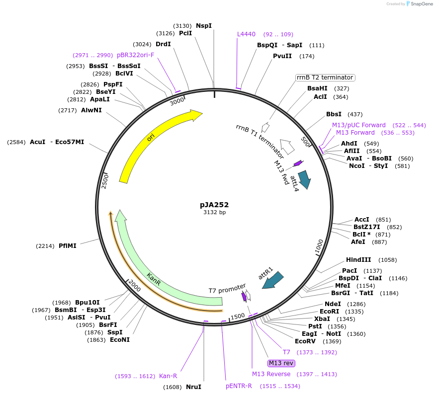21512-plasmid-map-sequence-id-9911