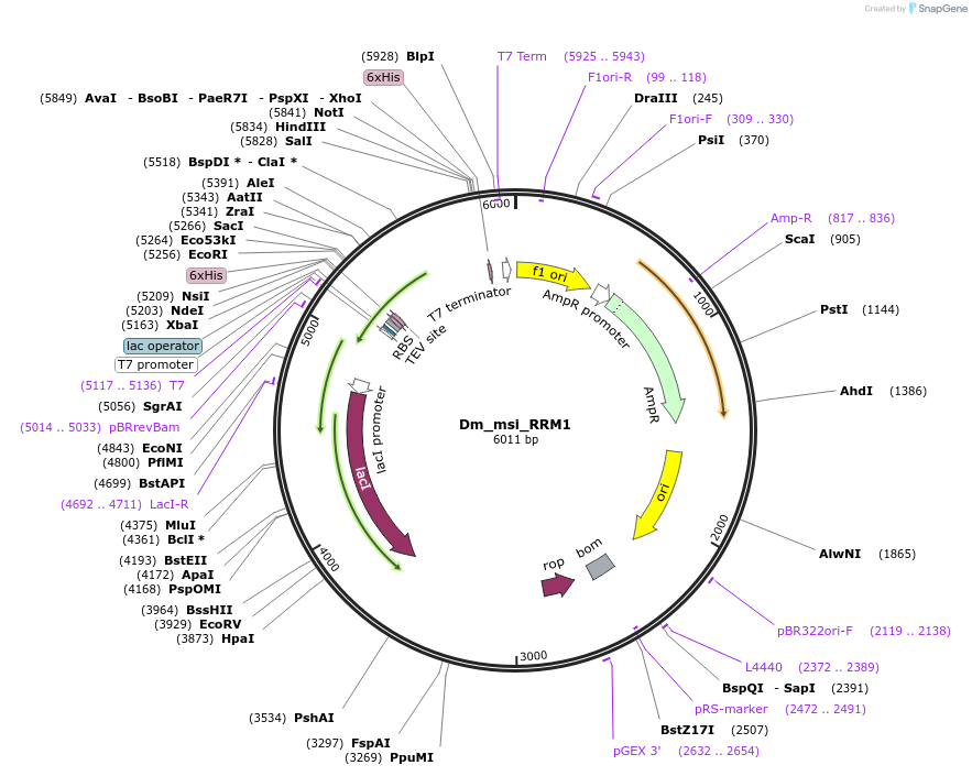 61112-plasmid-map-sequence-id-99119