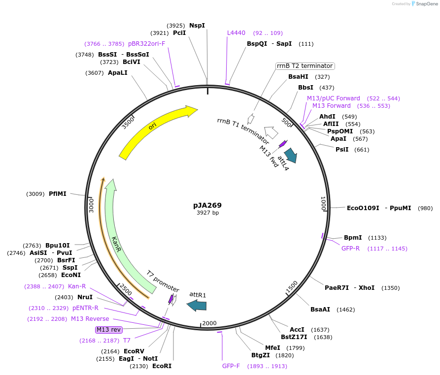 21544-plasmid-map-sequence-id-9913