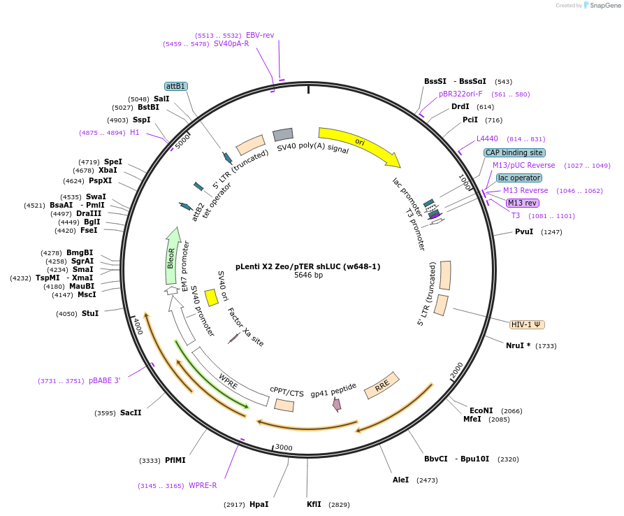 21561-plasmid-map-sequence-id-9916