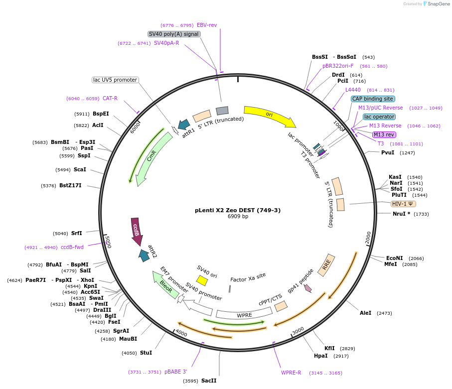 21562-plasmid-map-sequence-id-9917
