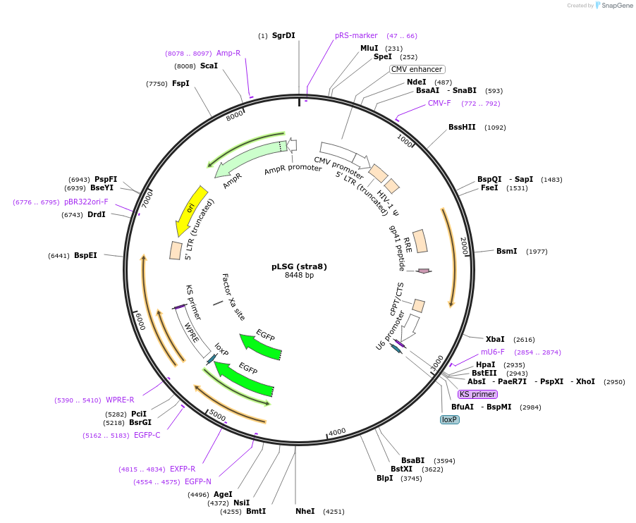 21619-plasmid-map-sequence-id-9927