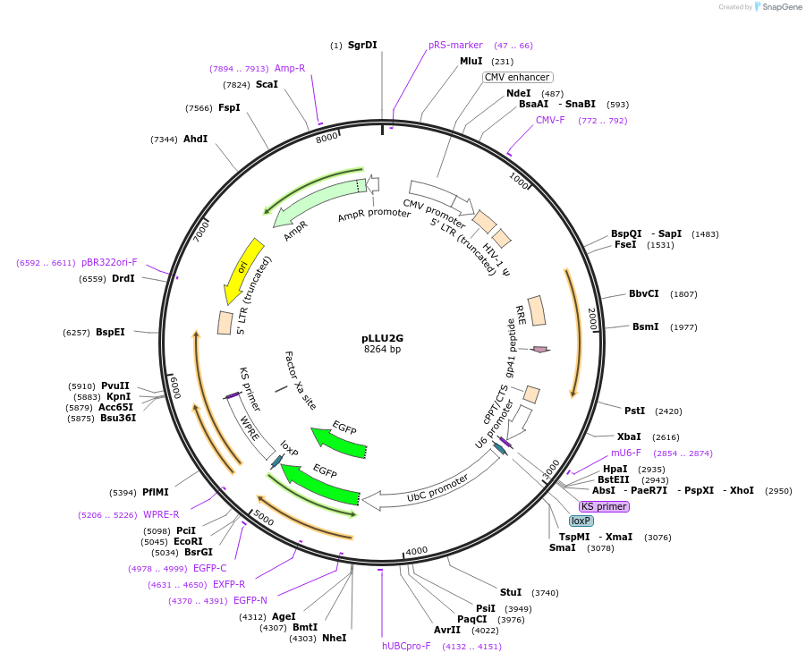 21620-plasmid-map-sequence-id-9928