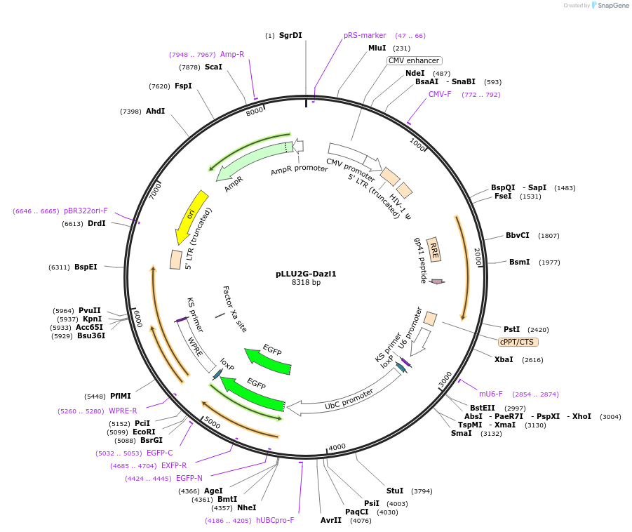 21621-plasmid-map-sequence-id-9929