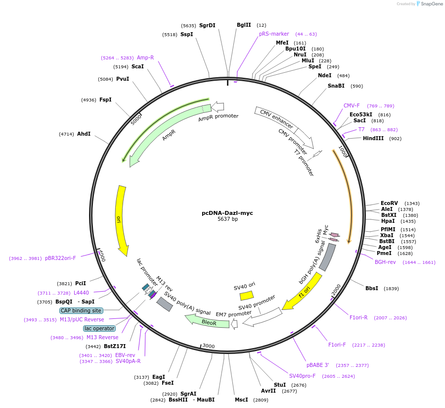 21623-plasmid-map-sequence-id-9931