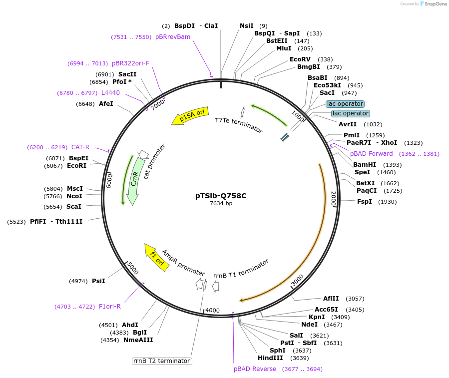 60729-plasmid-map-sequence-id-99392