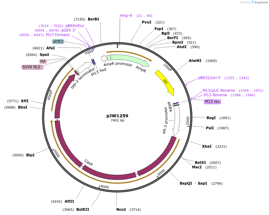 61251-plasmid-map-sequence-id-99401