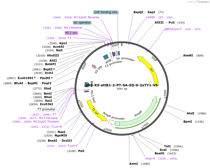 61255-plasmid-map-sequence-id-99403