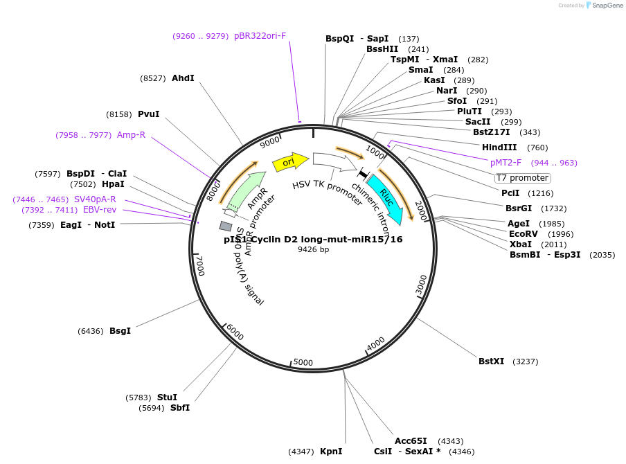21647-plasmid-map-sequence-id-9941
