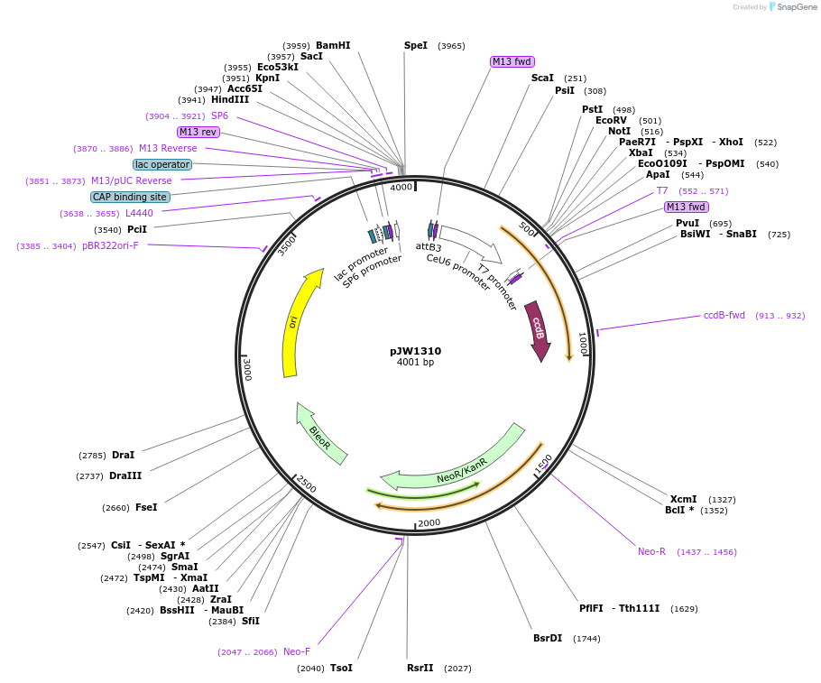 61253-plasmid-map-sequence-id-99433