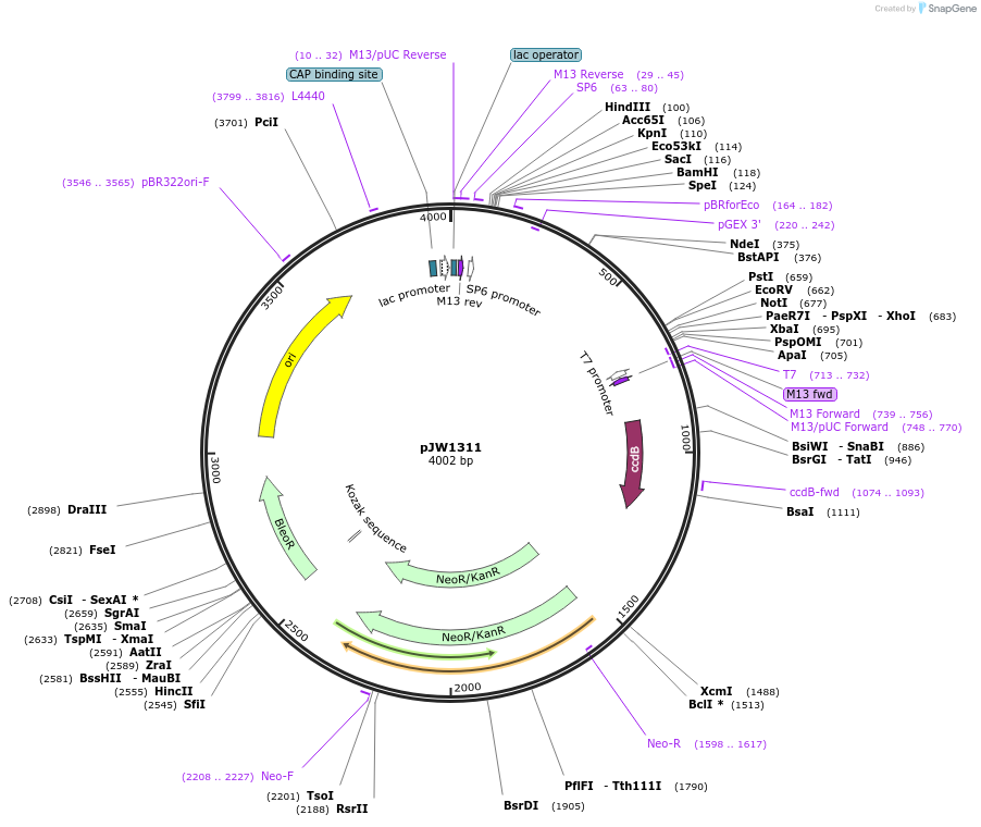 61254-plasmid-map-sequence-id-99434