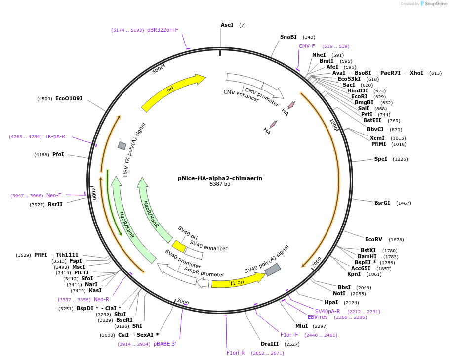 59315-plasmid-map-sequence-id-99464