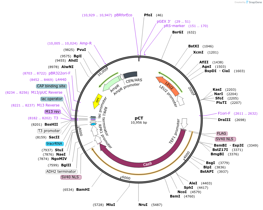 60620-plasmid-map-sequence-id-99574