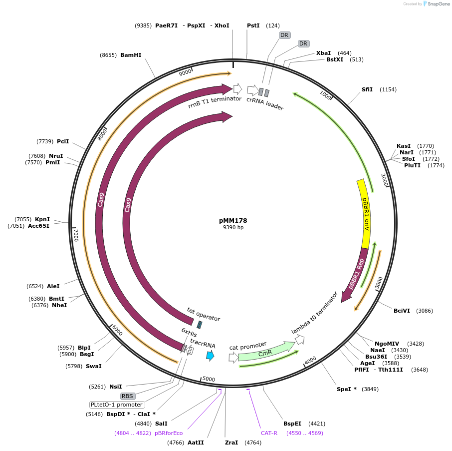 61270-plasmid-map-sequence-id-99577