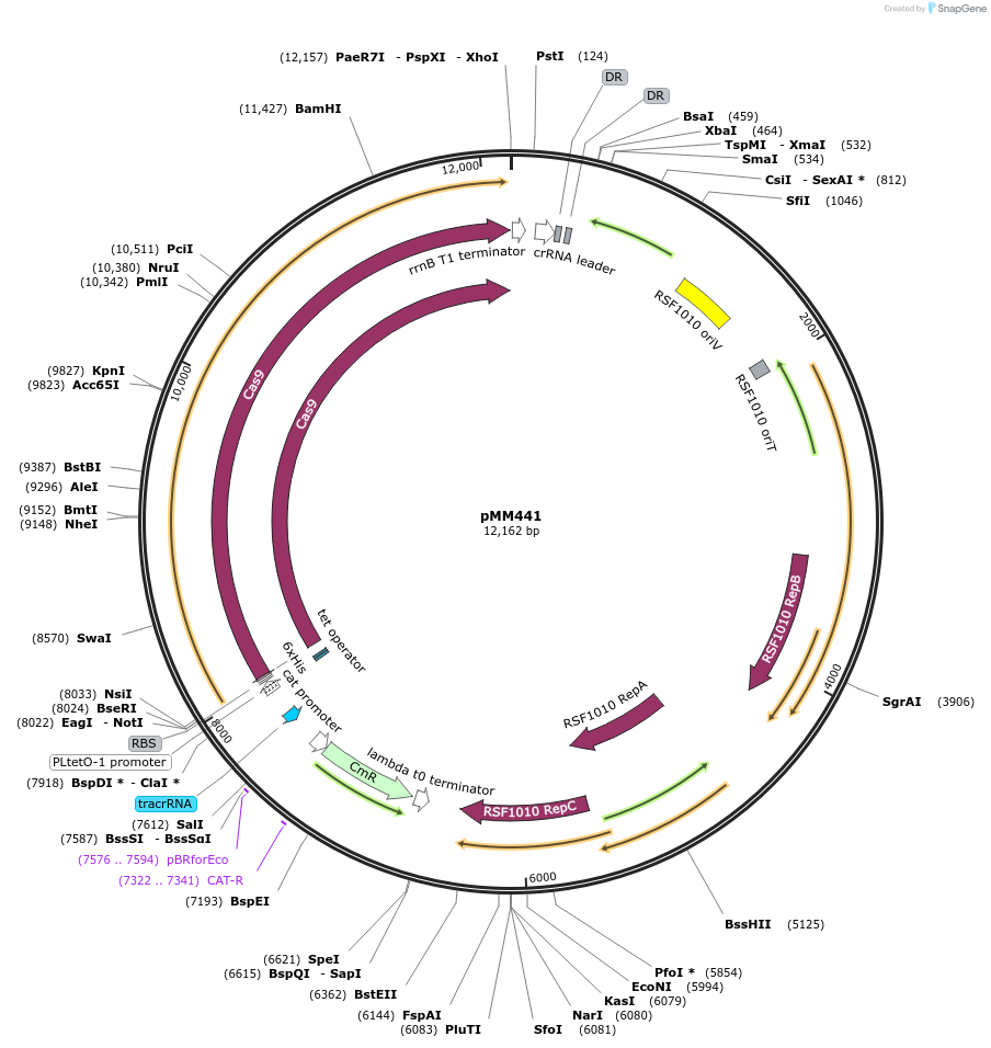 61271-plasmid-map-sequence-id-99582