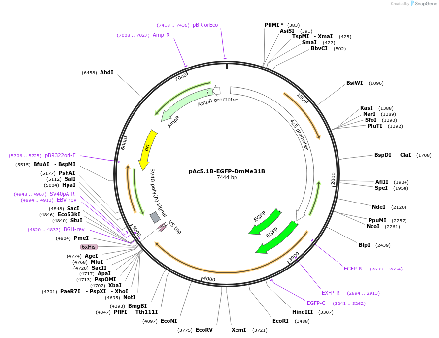 21682-plasmid-map-sequence-id-9959