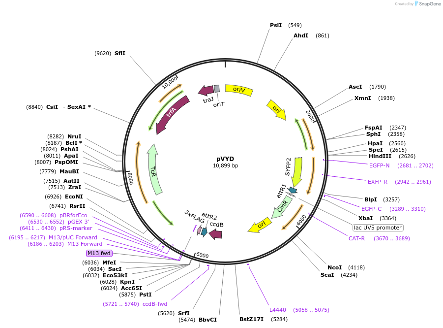 61302-plasmid-map-sequence-id-99634