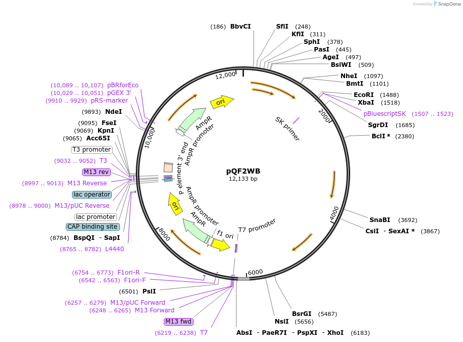 61312-plasmid-map-sequence-id-99642