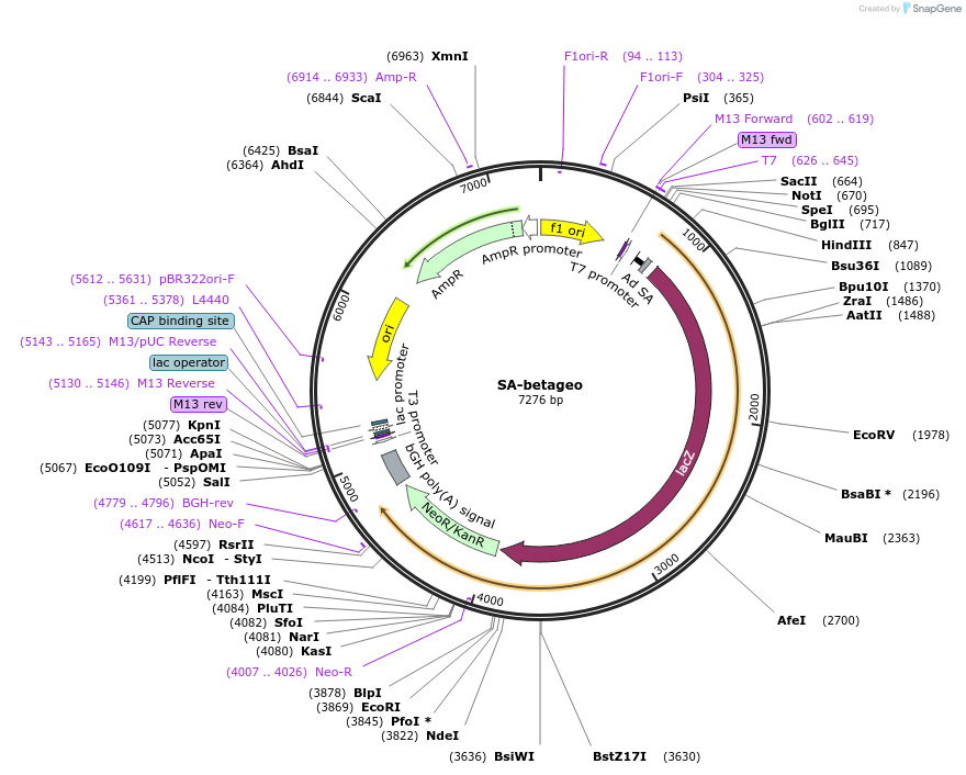 21709-plasmid-map-sequence-id-9965