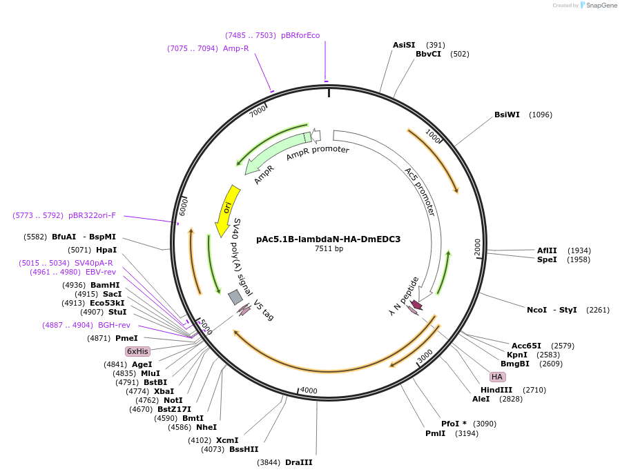 21712-plasmid-map-sequence-id-9967