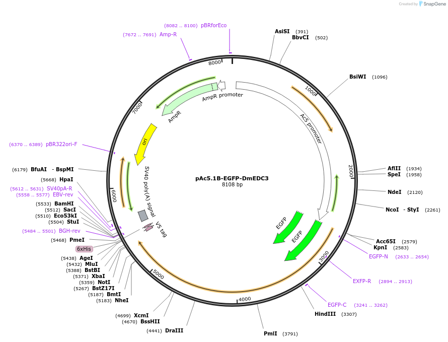 21713-plasmid-map-sequence-id-9968